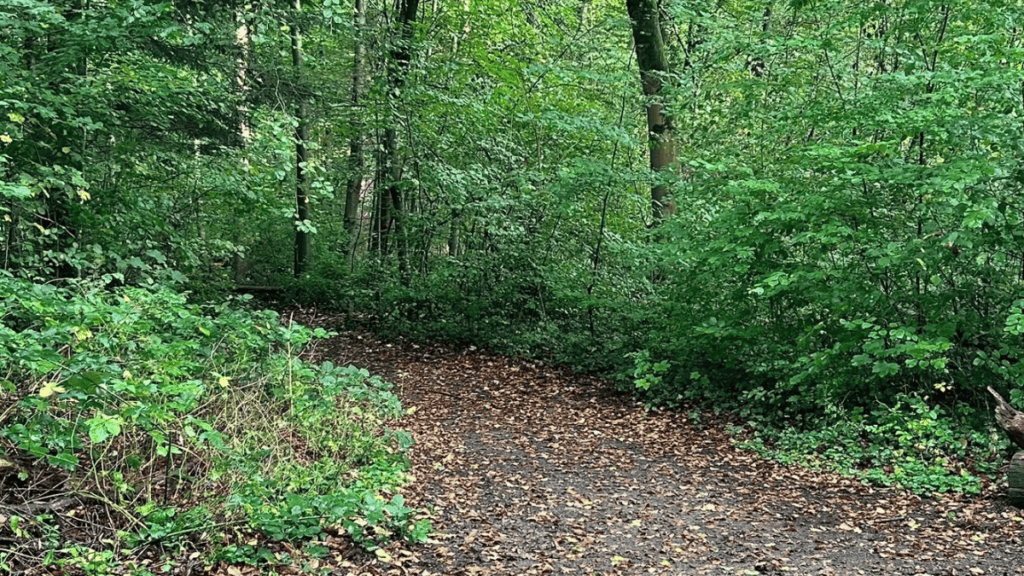 Laubbedeckter Waldweg zwischen grünen Sträuchern im Niendorfer Gehege in Hamburg
