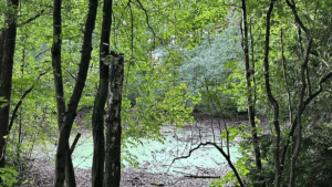 Waldweiher im Niendorfer Gehege in Hamburg
